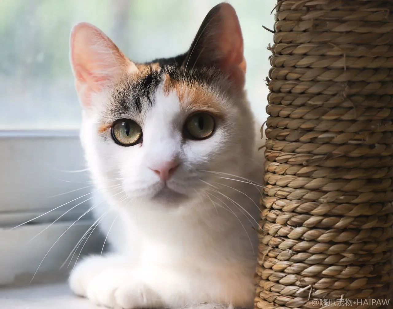 猫咪慢食碗怎么选？防狼吞、材质难度与多猫使用全指南