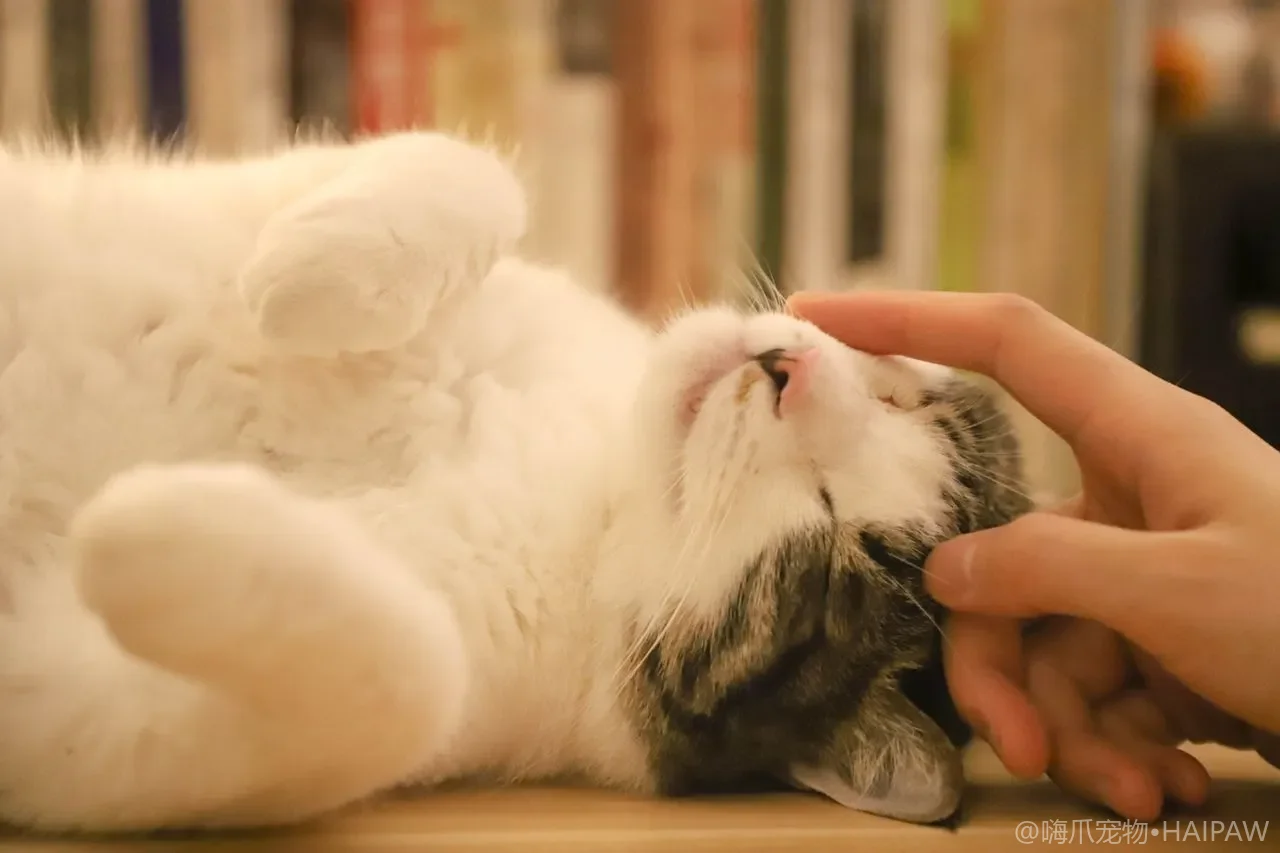 猫咪漏食益智玩具怎么选？类型、难度引导与防 boredom 全指南