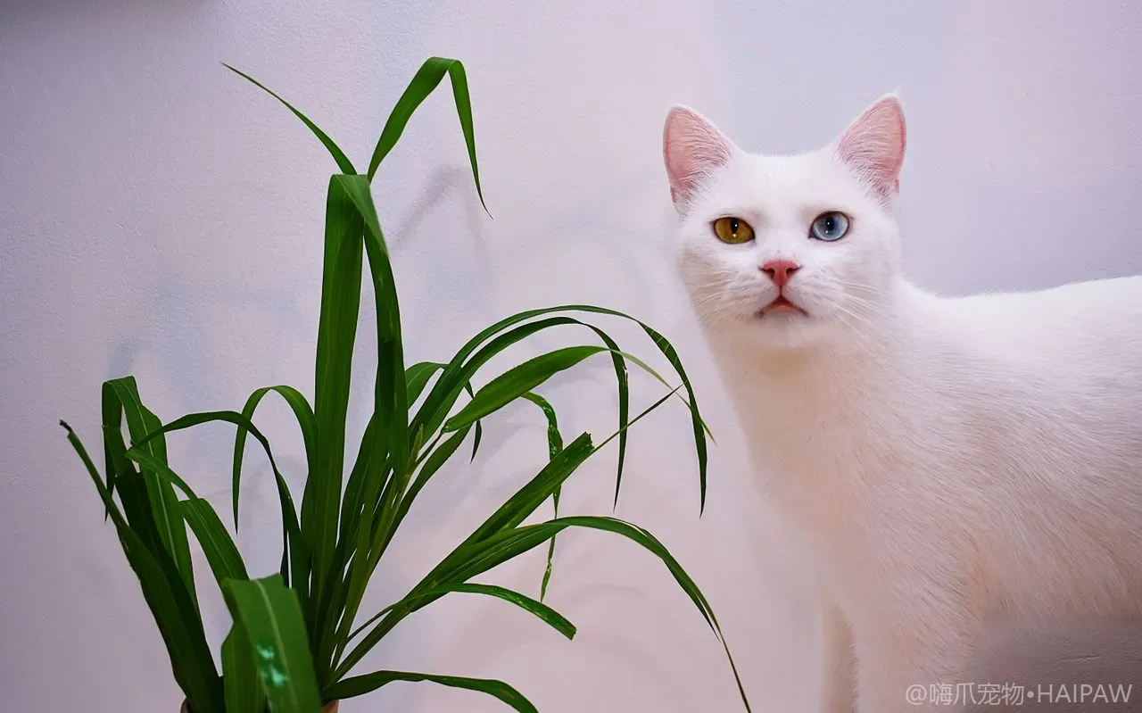 猫咪窗台阳台怎么防坠楼？纱窗选择与高层养猫安全清单