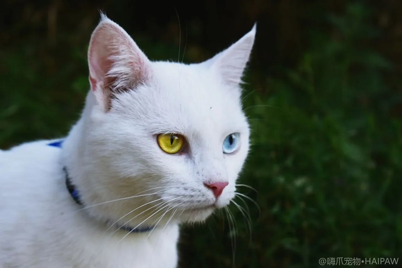 猫咪背包怎么选：透明包、透气包与出行安全全指南