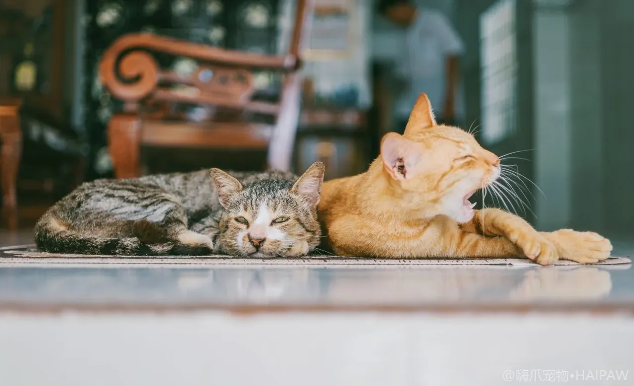 猫咪自动饮水机选购：让猫多喝水不费妈