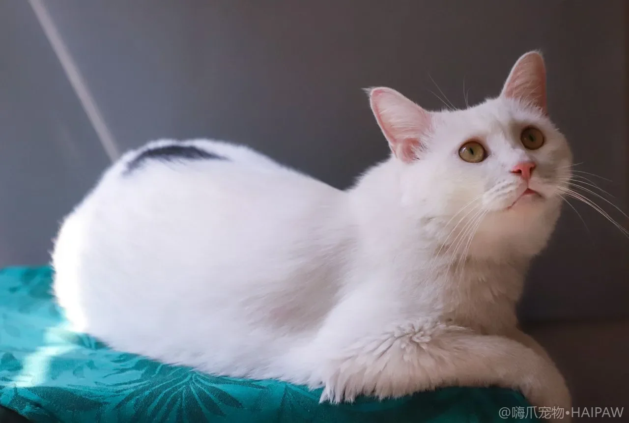 带猫出门看世界：宠物推车选购与上手全攻略