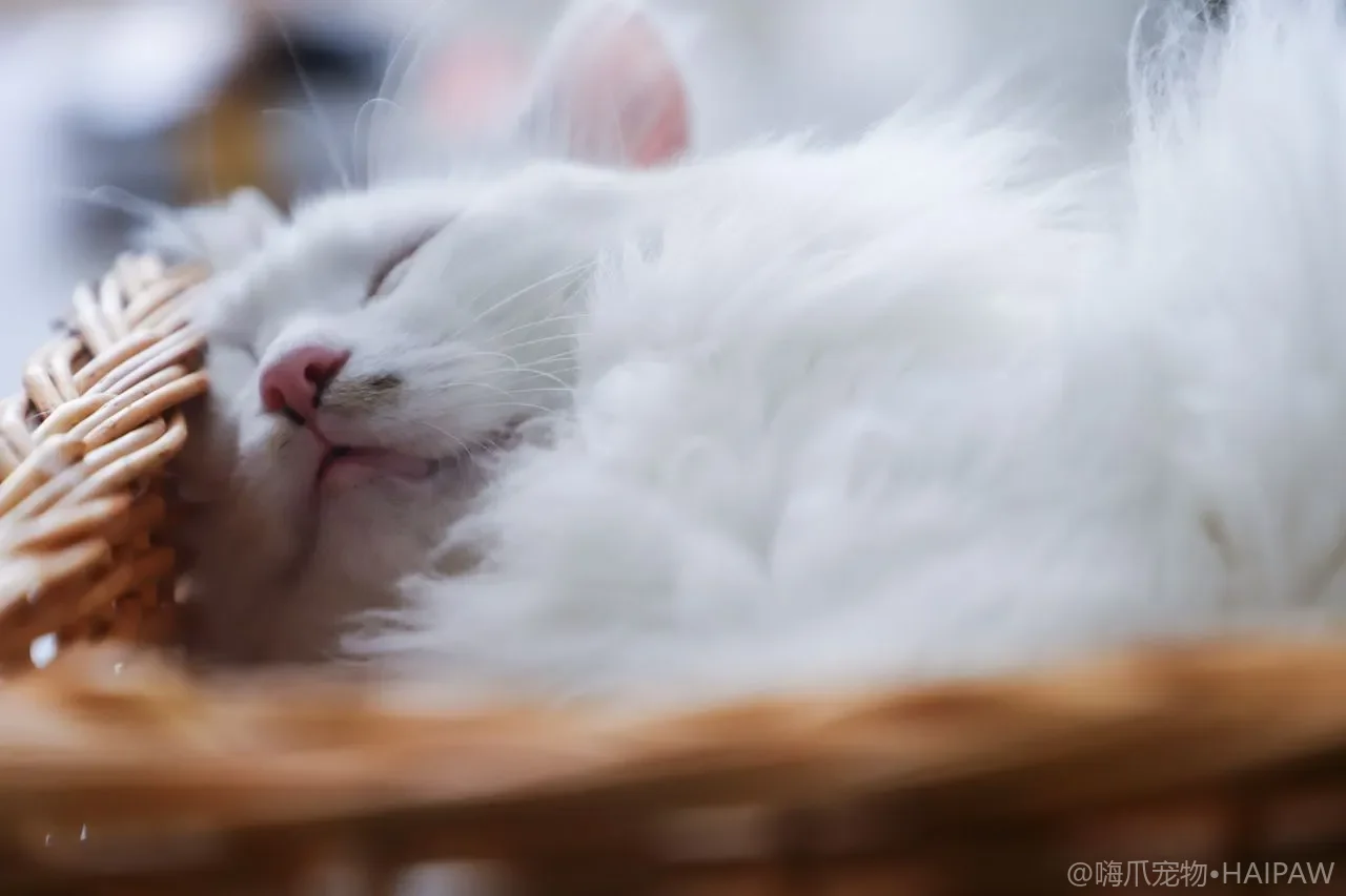 猫用围栏怎么选？分区隔离与新猫安置实用指南