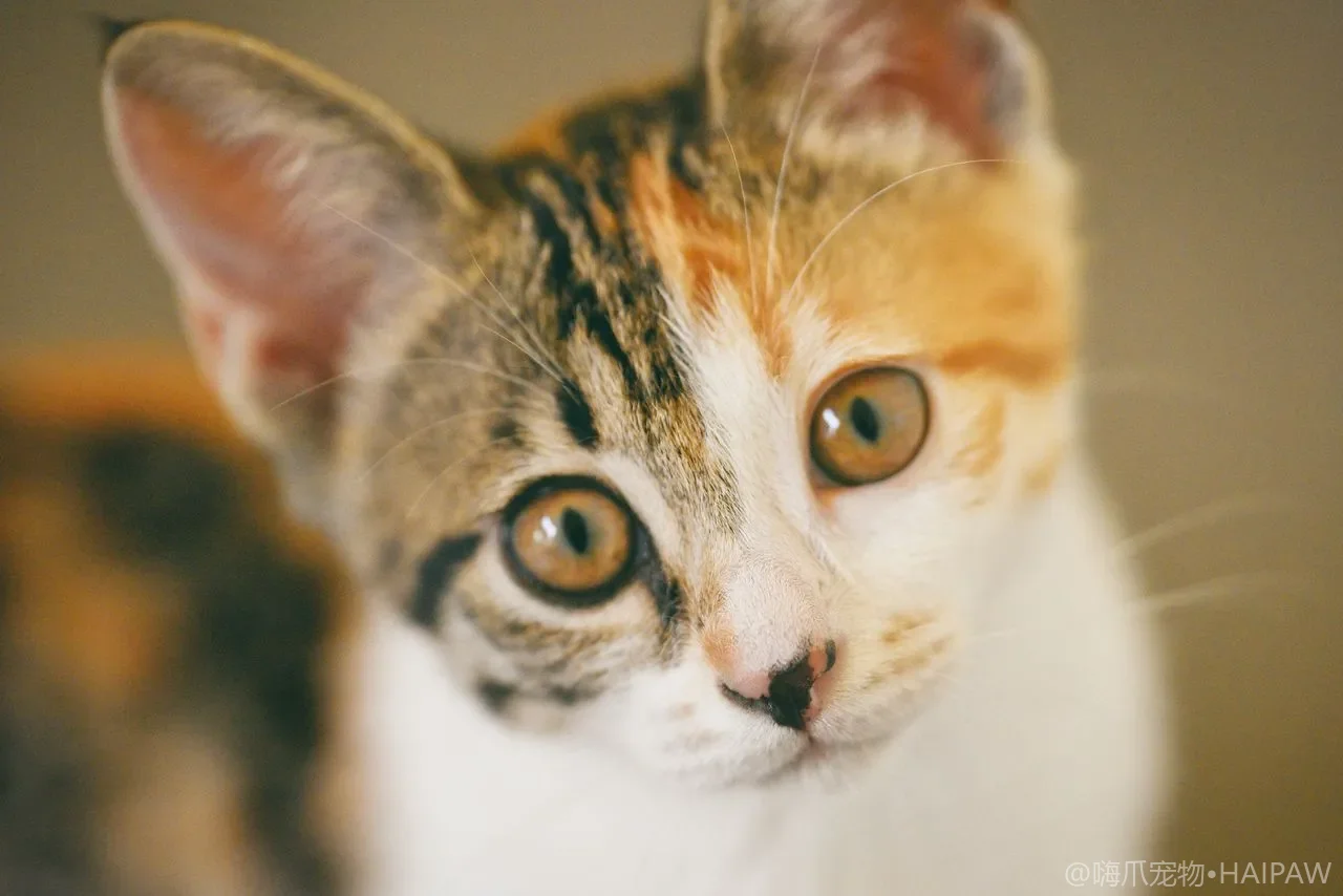 猫食盆水碗怎么选：材质款式与摆放指南