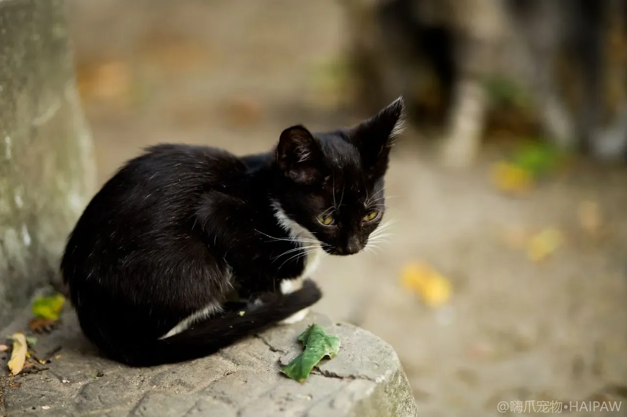 猫爬架买回家猫不爬？十有八九是"按颜值买"踩了坑