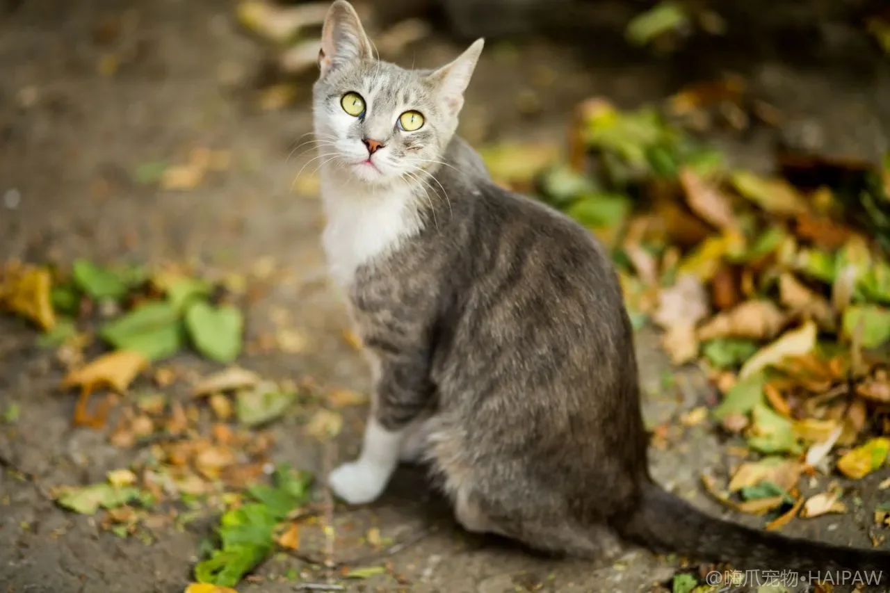猫食盆太低总低头吃饭伤颈椎？增高食盆架的选购与摆放高度建议