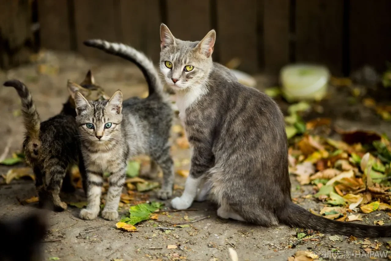 猫粮开封后怎么存才不氧化受潮？储粮桶和密封罐选购避坑指南