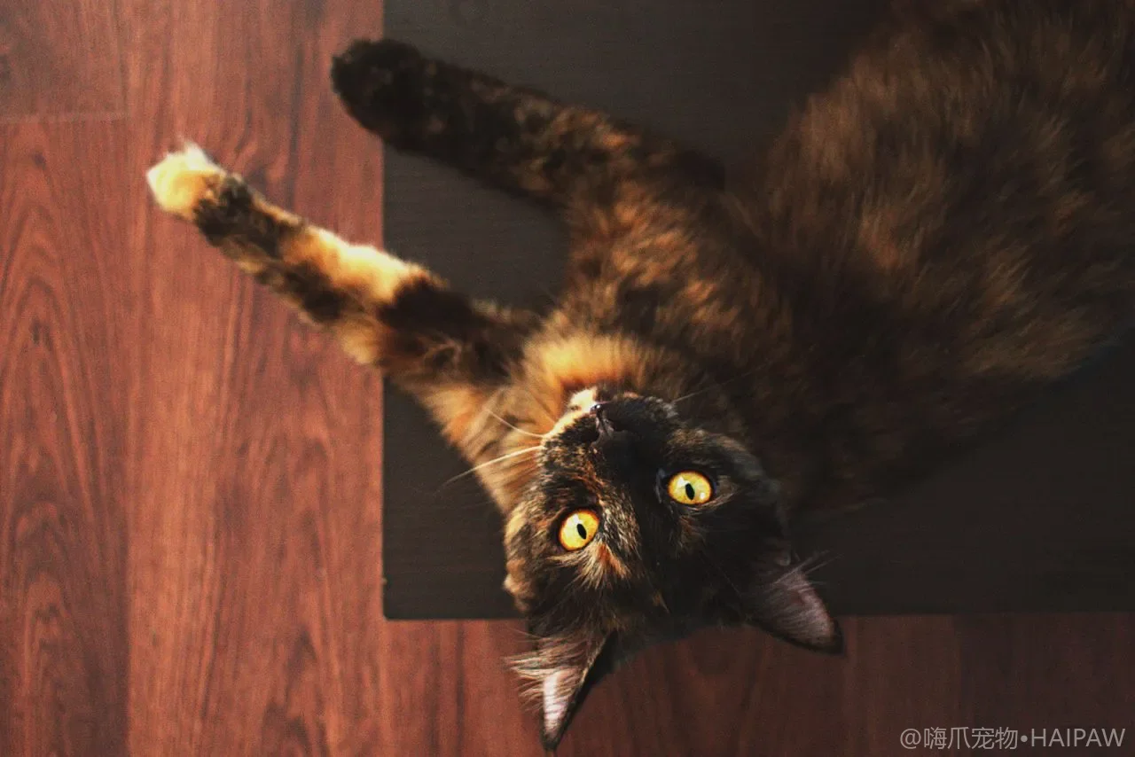 电热猫窝和加热垫怎么选才安全？怕冷猫过冬保暖装备的避坑清单