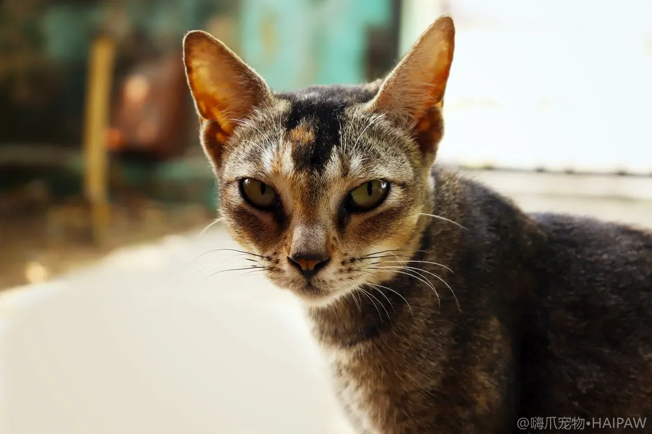 圆形窝方形窝还是吊床更合适？按猫的睡姿和习惯选对猫窝材质形状