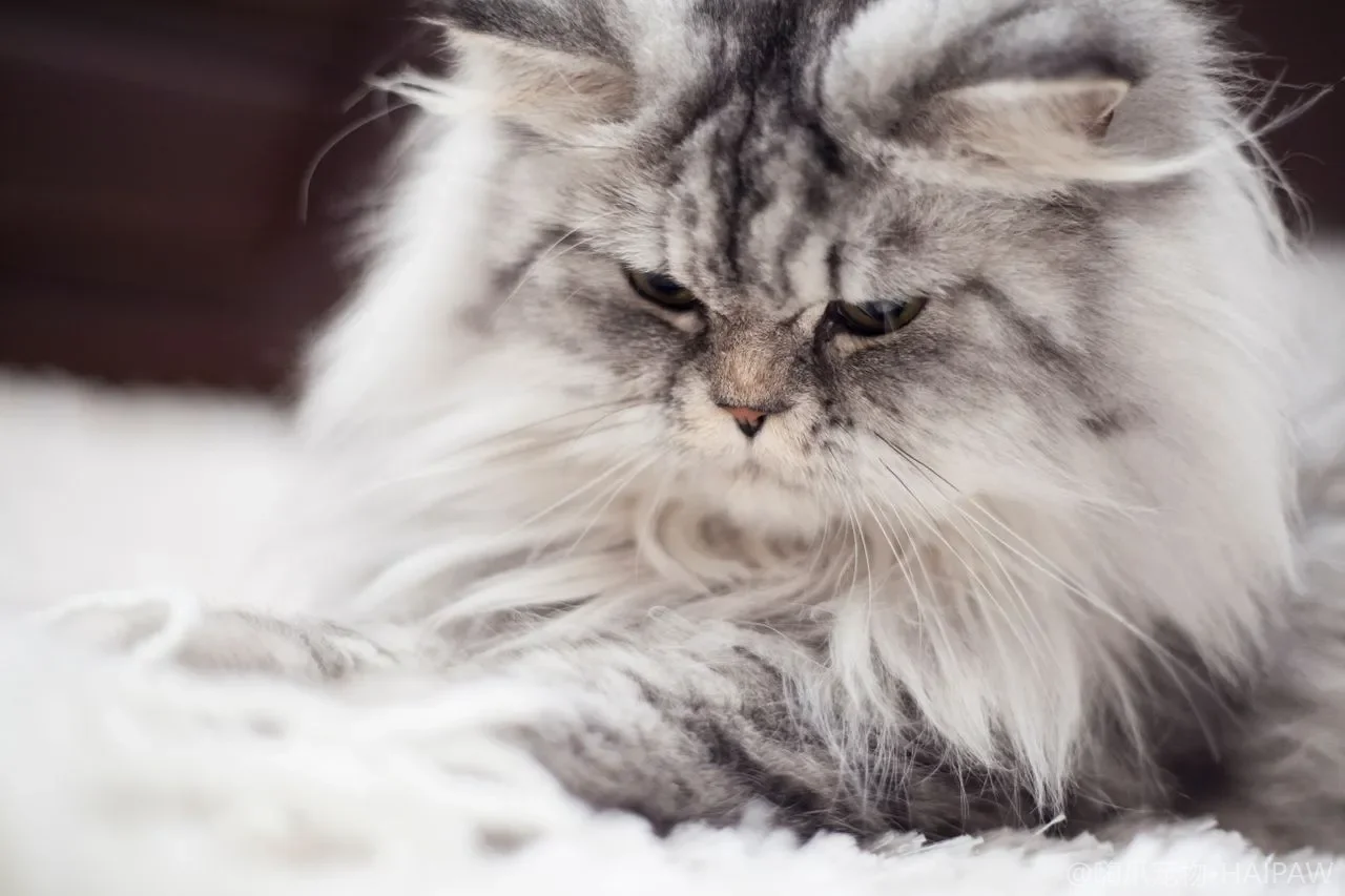 猫玩具一大堆却不爱玩怎么办？按猫的捕猎天性和年龄选对逗猫玩具