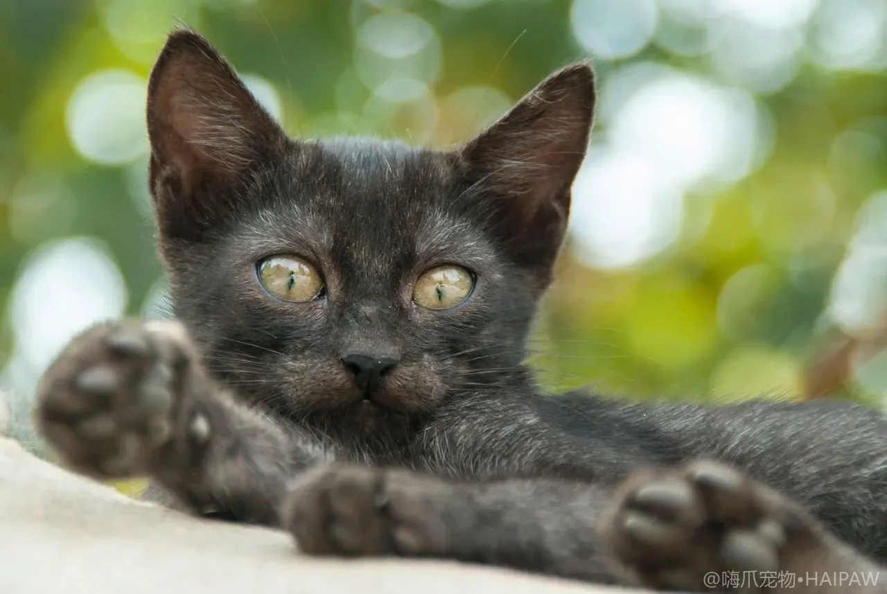 猫用指甲剪和人的到底差在哪？刀刃弧度与限位设计的选购避坑要点
