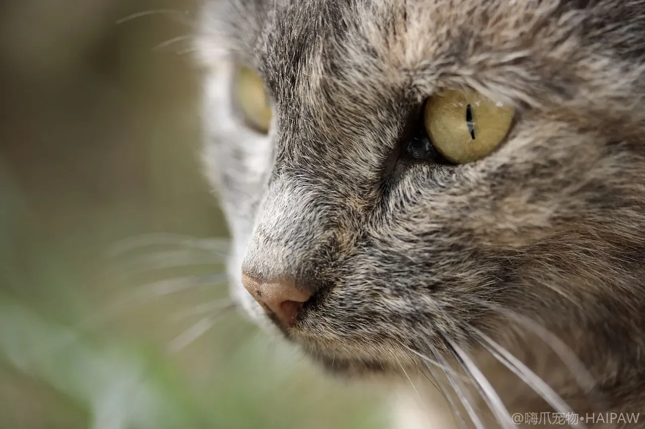猫用梳子怎么选不踩坑？按毛质搭配针梳排梳开结梳的实用指南
