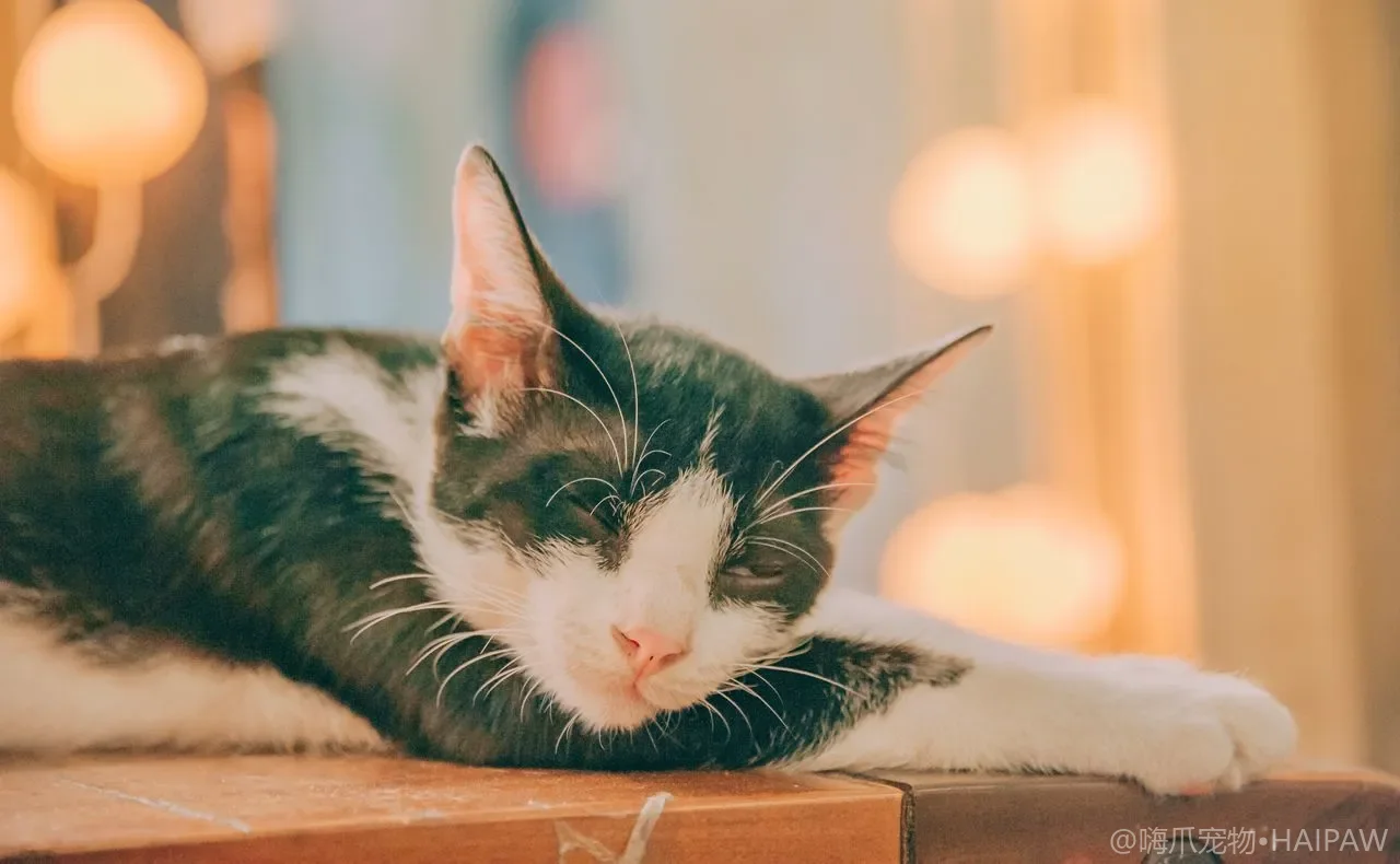 猫洗澡后要不要进烘干箱？宠物烘干机选购与防过热中暑的安全要点