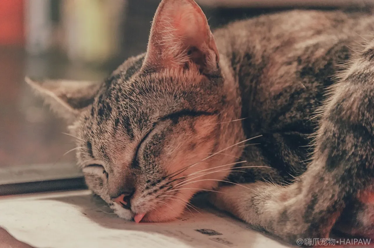 猫隧道玩具值不值得买？从无异味骨架到尺寸可洗的安心选购要点