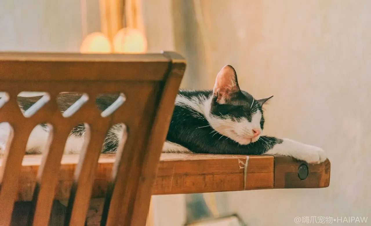 猫用吊床悬挂窝怎么选才稳当？省空间又让猫爱趴的选购与安装指南