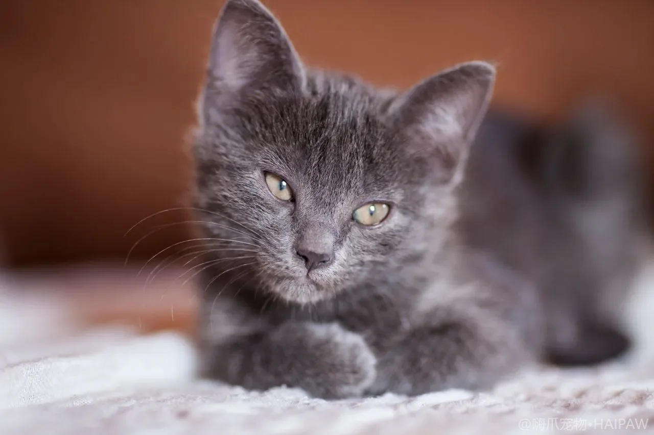猫用行为矫正项圈安不安全？盘点争议项圈与更温和的替代训练方案