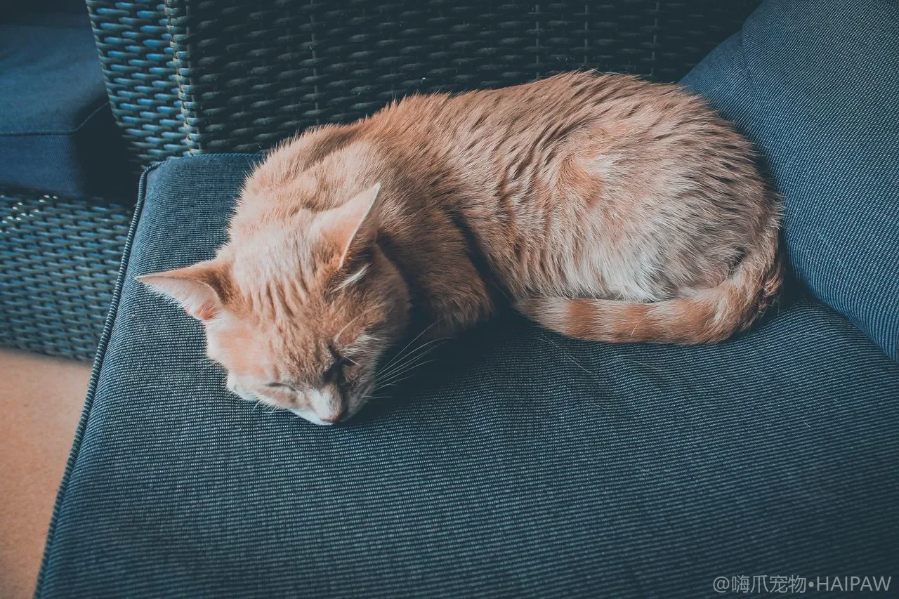 窗外挂鸟食器给猫看鸟靠谱吗？居家观鸟丰容与安装安全的边界