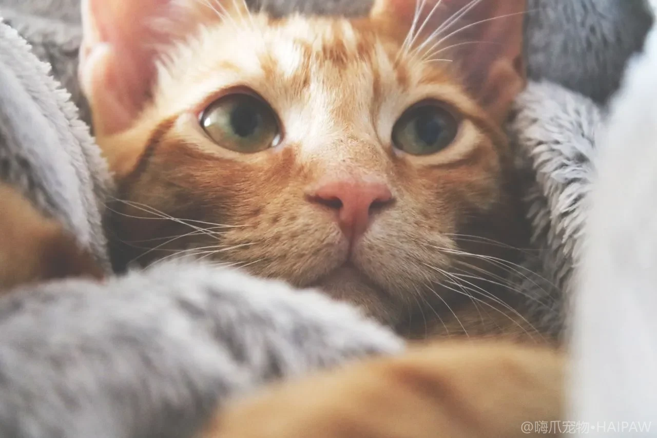 猫用航空箱垫子怎么选？长途出行的舒适支撑与防滑安全垫