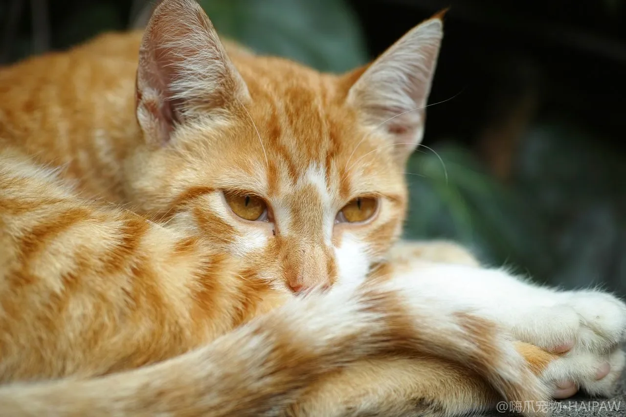 猫的磨牙棒和洁齿零食怎么选？口腔护理零食的成分配方避坑清单