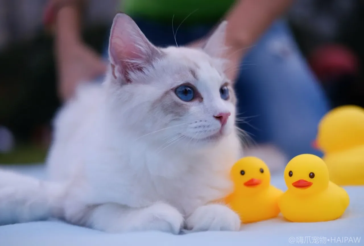 猫用自助梳毛拱门玩具值不值得买？摆放清洁与去浮毛要点