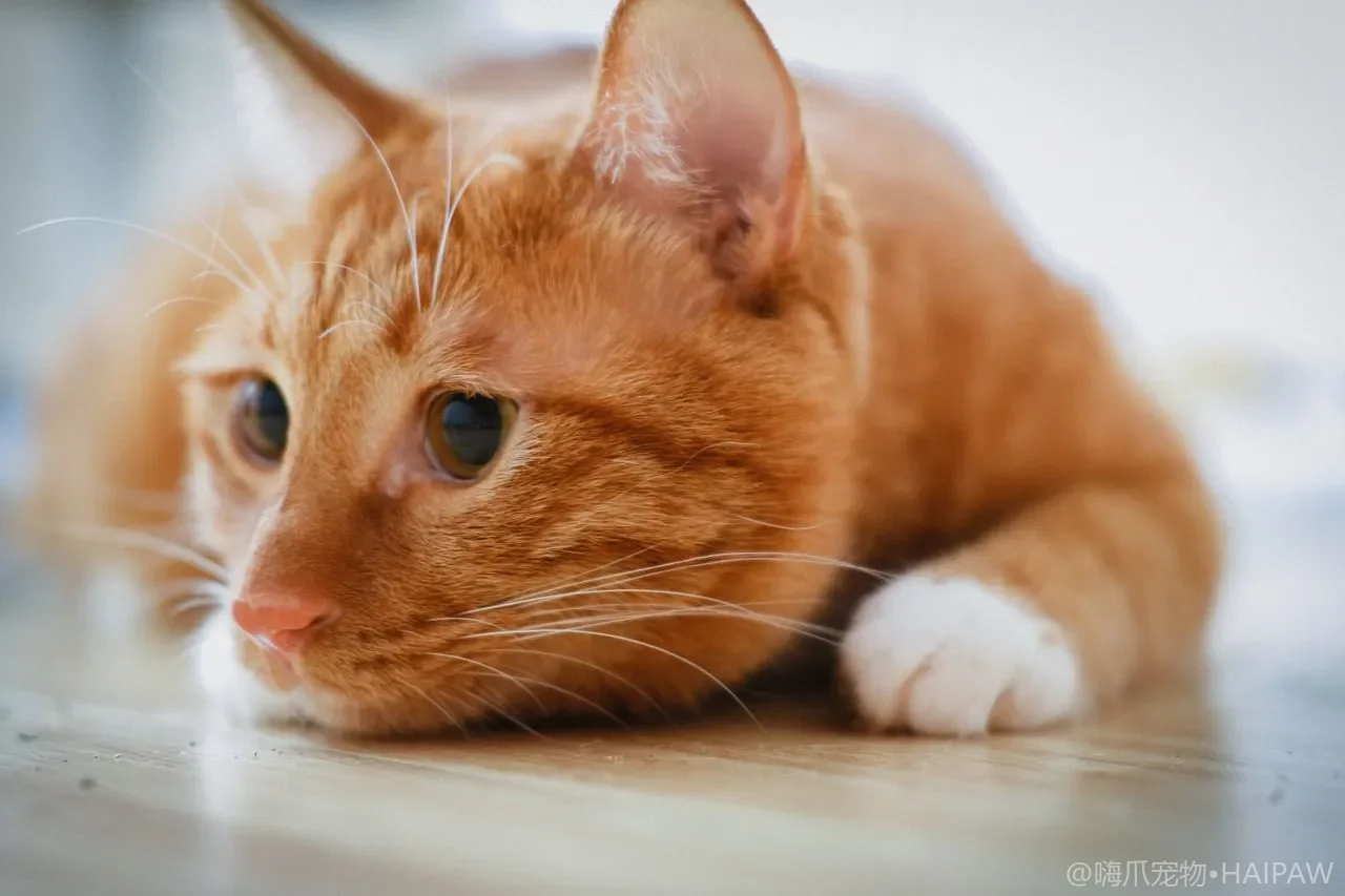 猫用牙刷和牙膏怎么选？刷头刷毛与宠物牙膏成分避坑指南