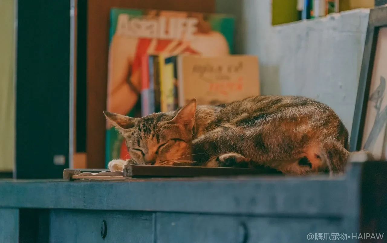 猫的粘毛除毛用品怎么选？滚筒硅胶与电动款按场景对比