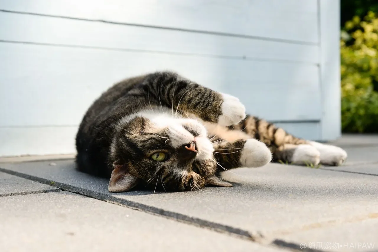 猫咪航空箱脱敏训练全流程：从恐惧到主动进入的行为塑造方法