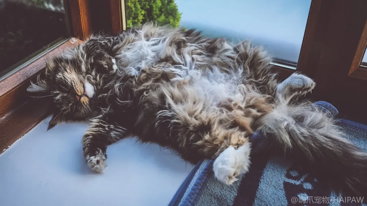 猫抓板抓柱怎么选才不被嫌弃？材质稳固和摆放位置避坑指南