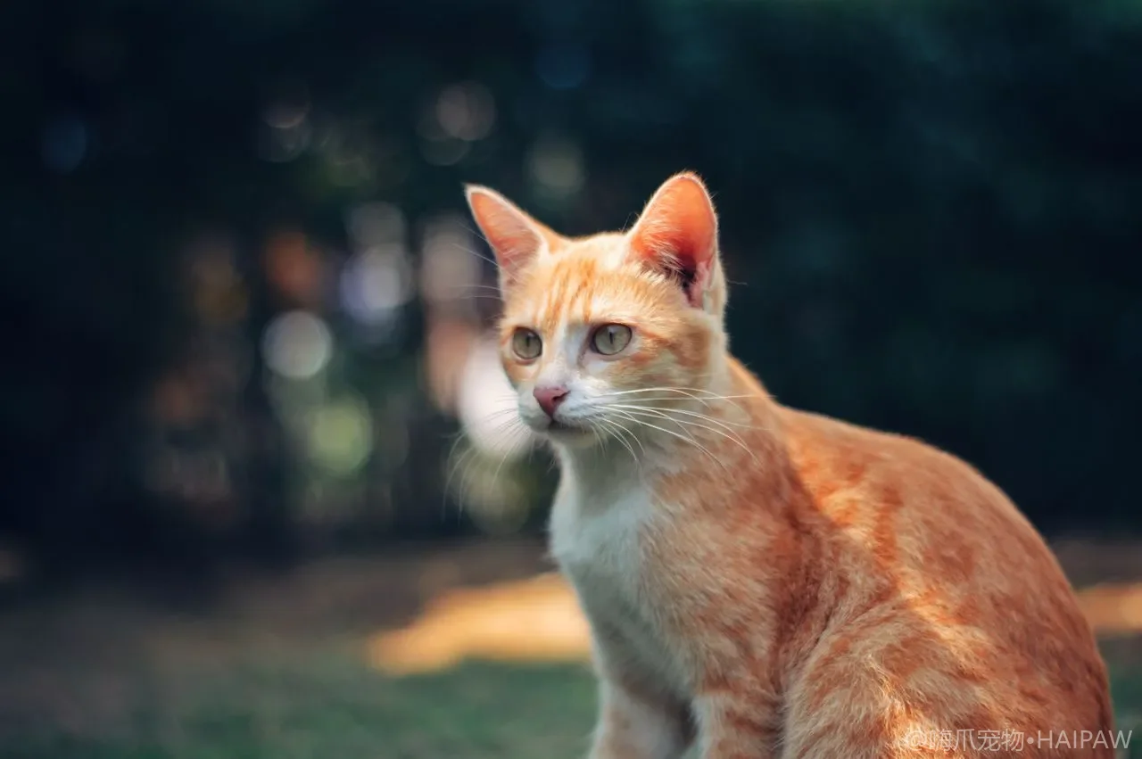 猫爬架选购与空间布局：打造满足垂直领地需求的多层活动空间