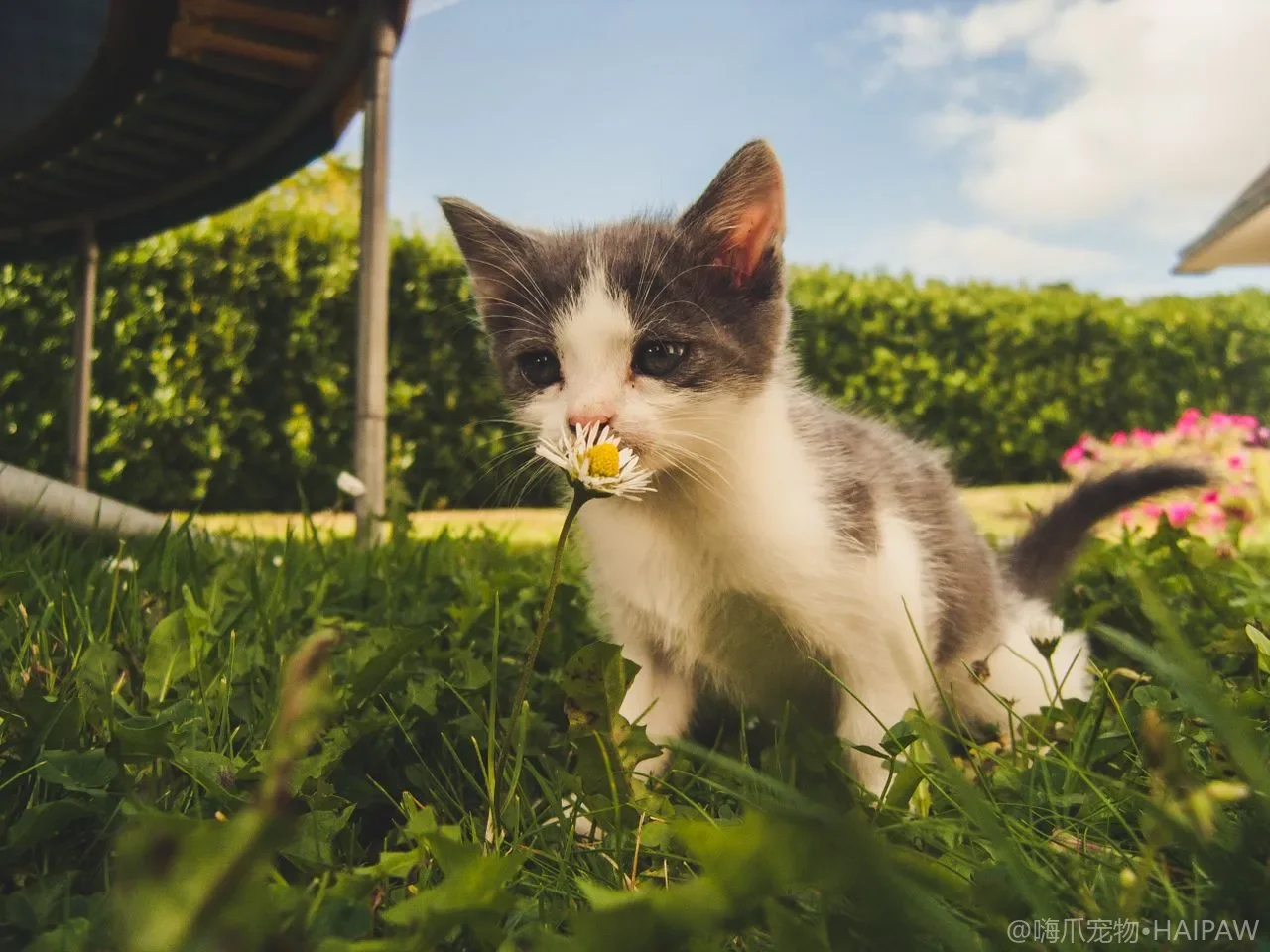 猫咪皮肤病怎么分辨？真菌感染、细菌热斑与过敏性皮炎的识别护理