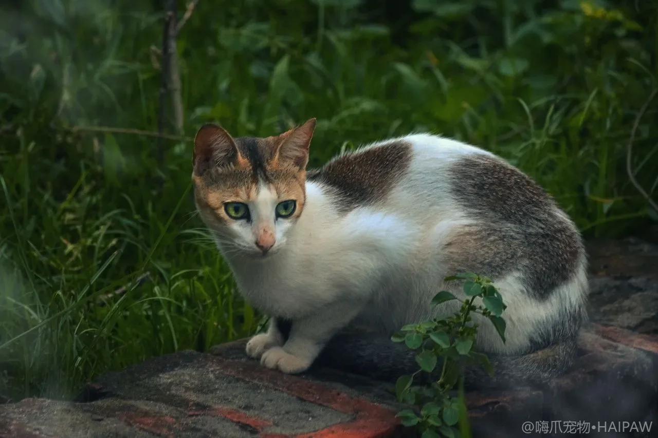 猫咪梳毛除毛工具怎么选？针梳、排梳、橡胶手套与去毛器的对比评测