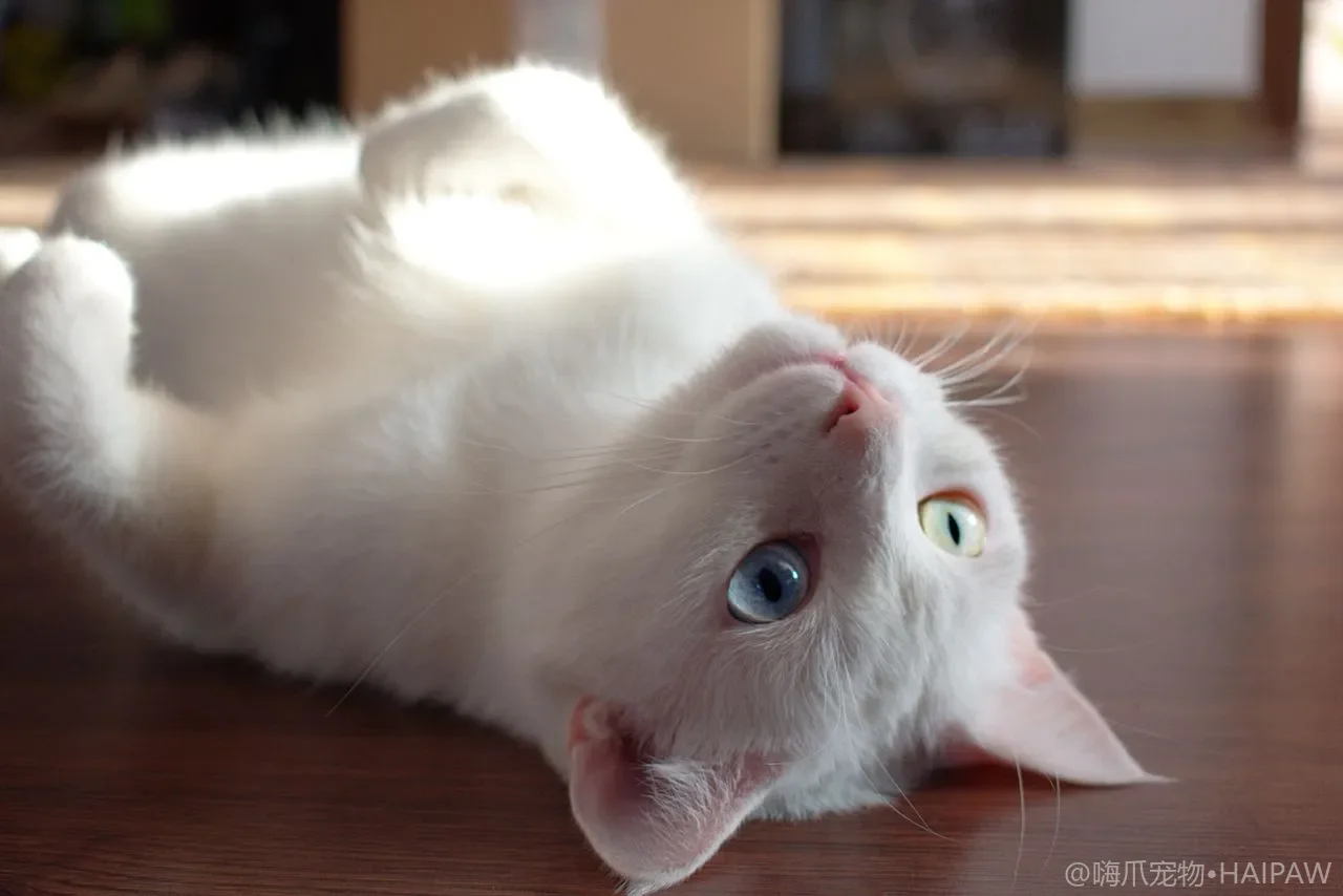 不能水洗时怎么给猫做清洁？干洗粉、免洗泡沫与局部清理指南