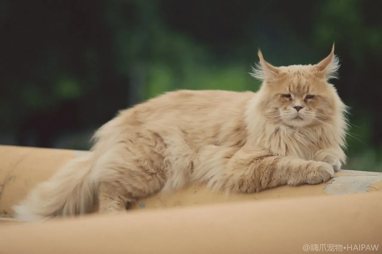 猫咪屁股怎么清洁？肛周护理、沾便处理与软便应对