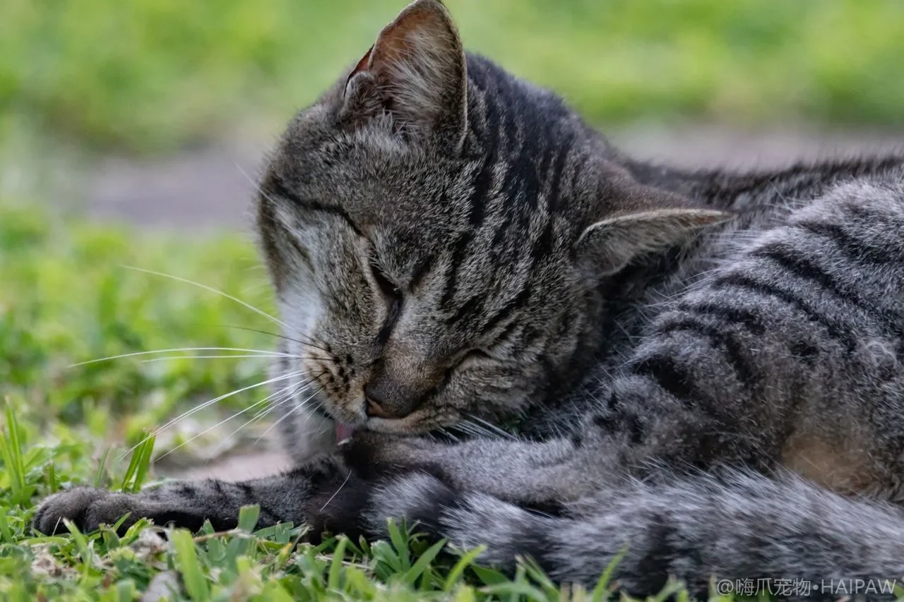 猫咪泪痕怎么去除？成因、日常清洁与从根源减轻全指南