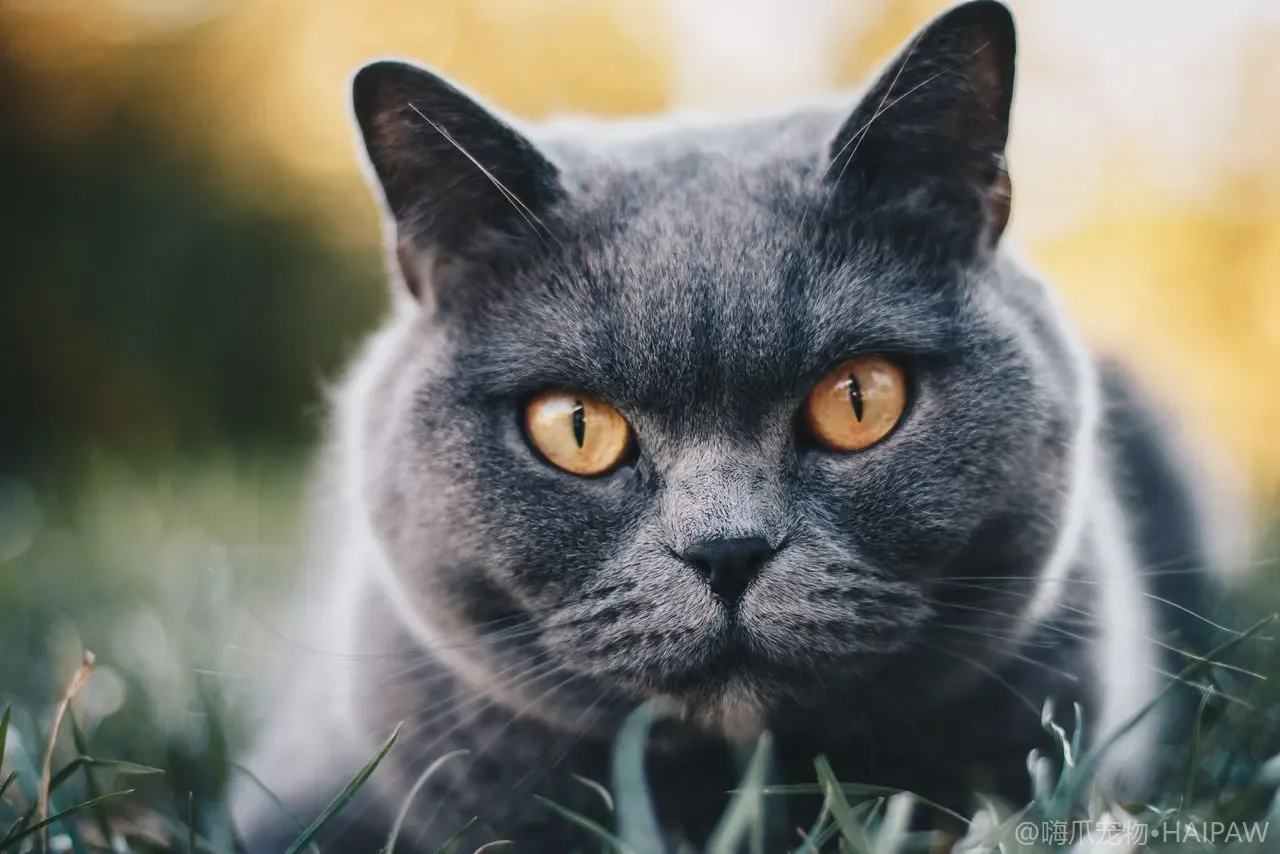 猫咪尾巴根部出油(种公尾)怎么治?成因、清洁步骤与绝育改善 猫咪尾巴根部出油(种公尾)怎么治?成因、清洁步骤与绝育改善