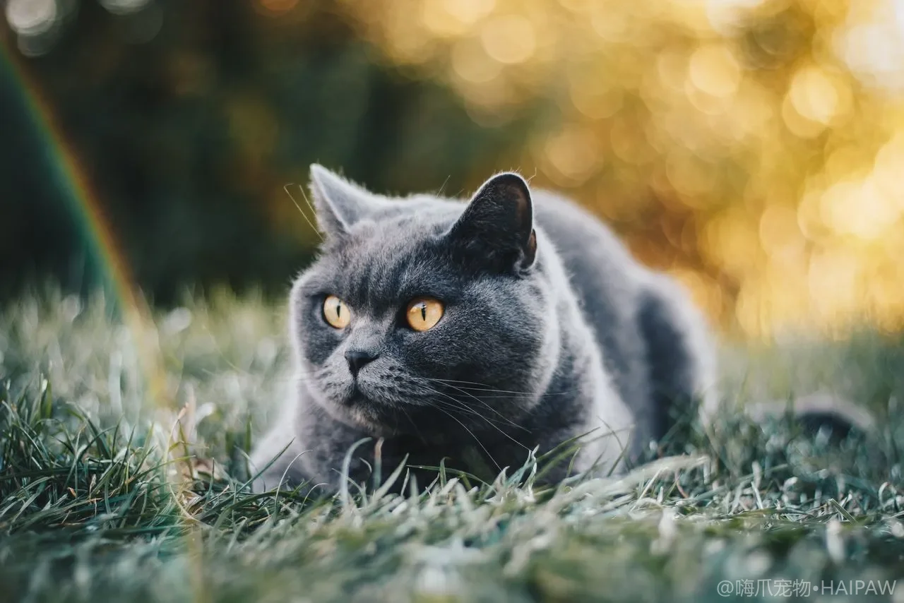 猫抗拒洗澡怎么办？脱敏训练与应激安抚全攻略