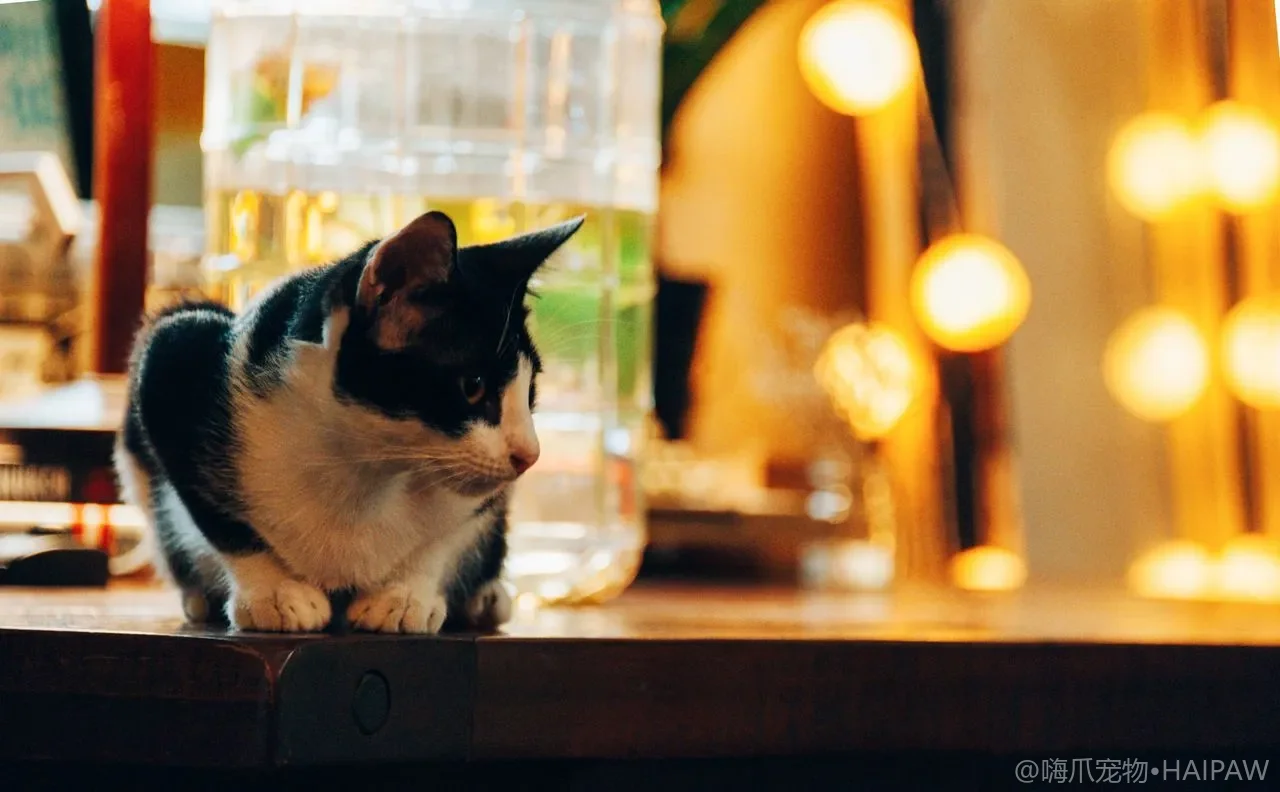 猫咪肉垫怎么护理？干裂、烫伤、异物清理与护爪指南