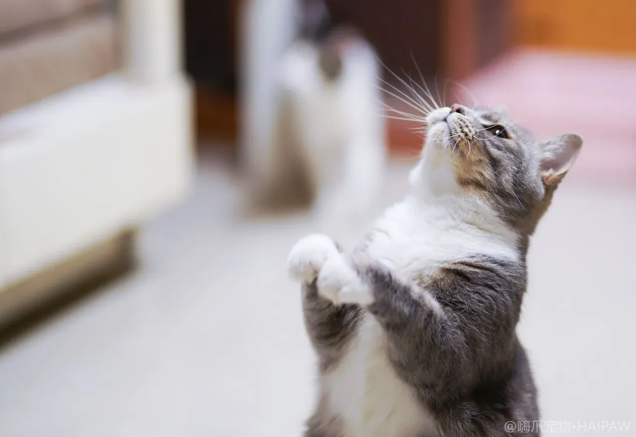 猫毛结开结护理教程：工具选择与安全分步操作