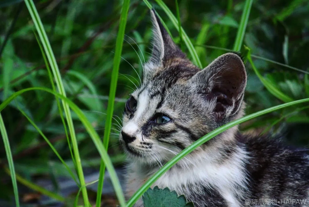 猫咪美容洗护的六大误区：你以为的呵护可能是伤害
