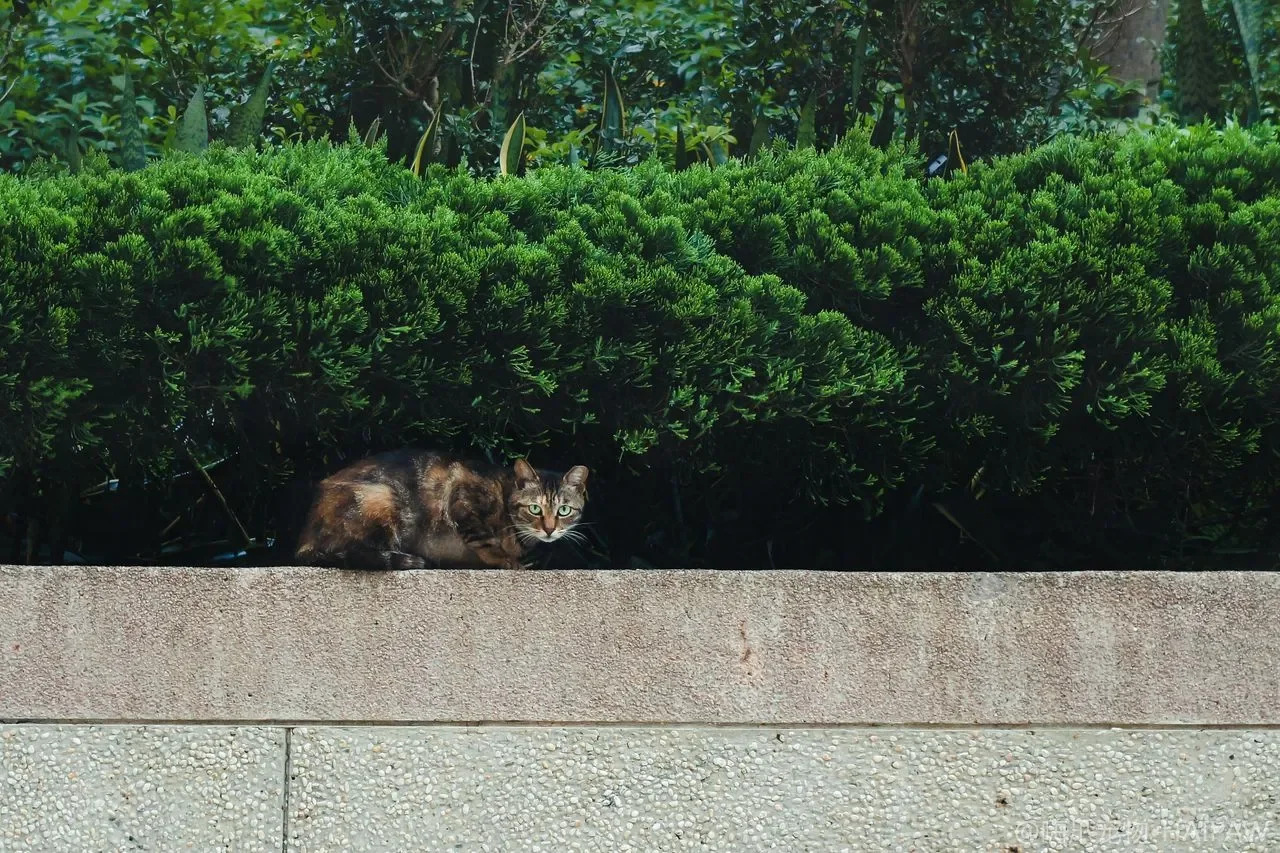 猫咪沐浴用品选购：香波免洗干洗怎么挑
