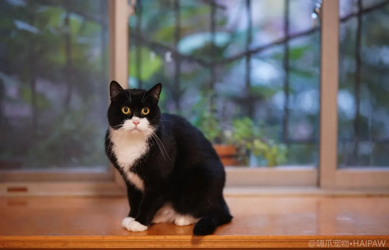 猫咪耳朵清洁与耳螨预防：洗护实操