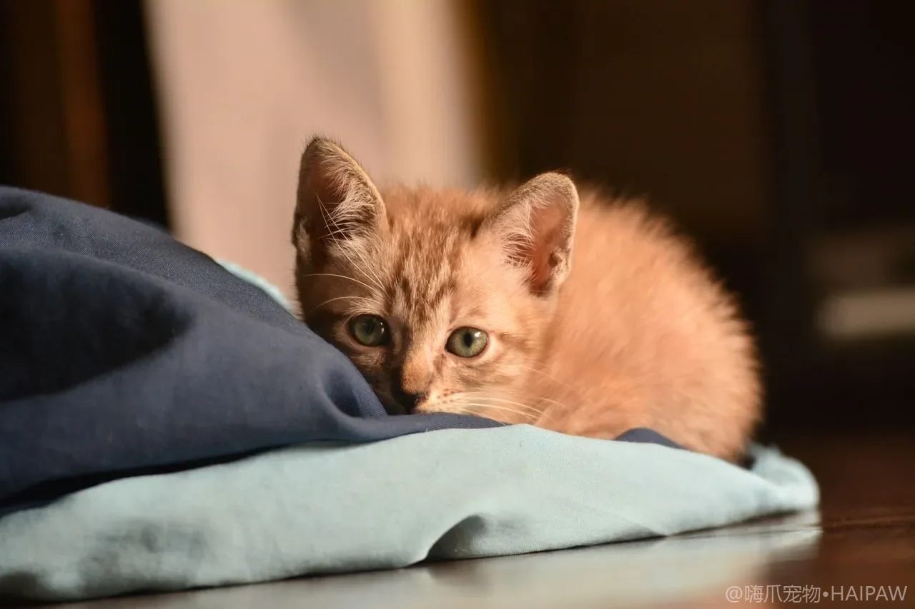 猫咪趾甲劈裂、分层、断裂渗血，该怎么护理？