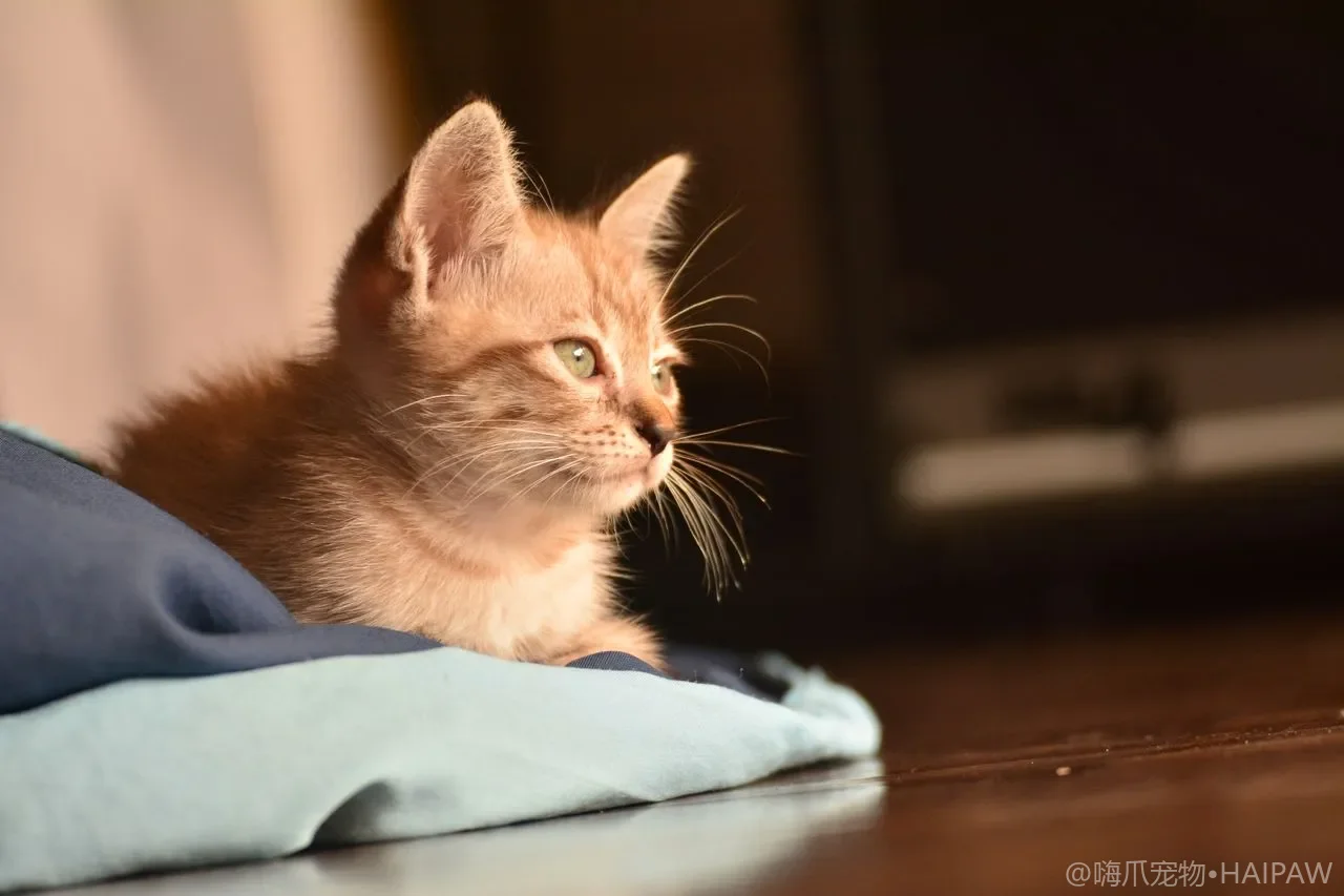 猫耳朵里黑乎乎的油垢怎么清？耳垢堆积的判断与在家安全清洁步骤
