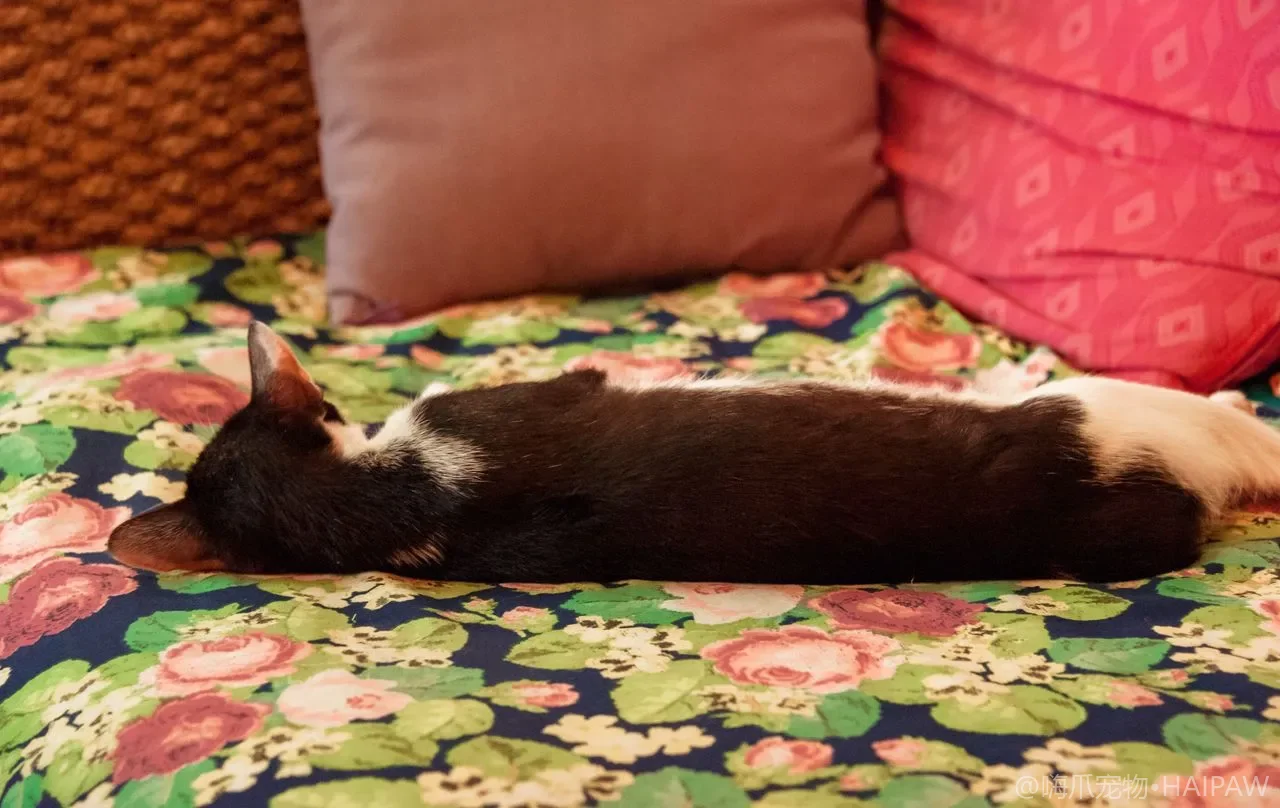 夏天该给猫剃毛吗？散热误区与科学美容
