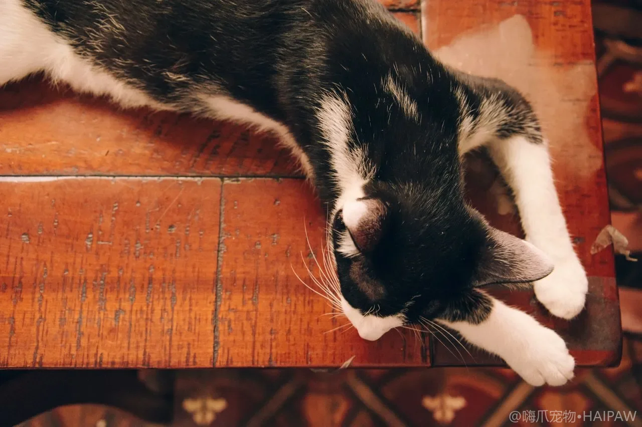 猫咪卫生修剪怎么做：脚底毛与屁股毛安全剃法