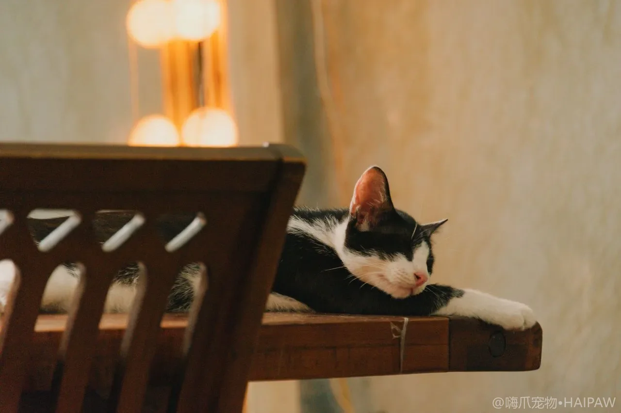 猫用软甲套防抓家具利弊都要看，佩戴前先弄清安装方法和风险