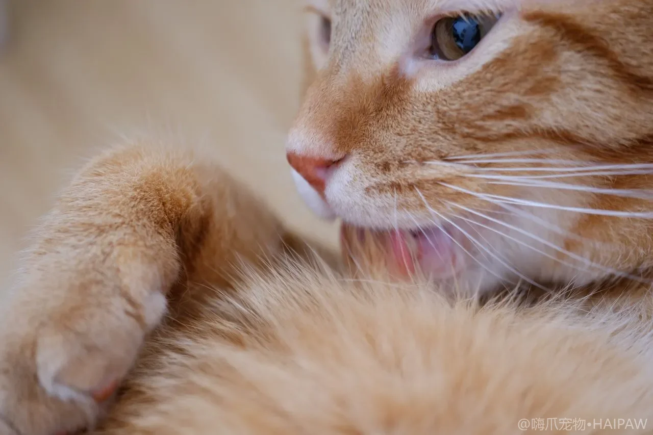 磨甲器还是指甲剪？猫咪修甲工具怎么选