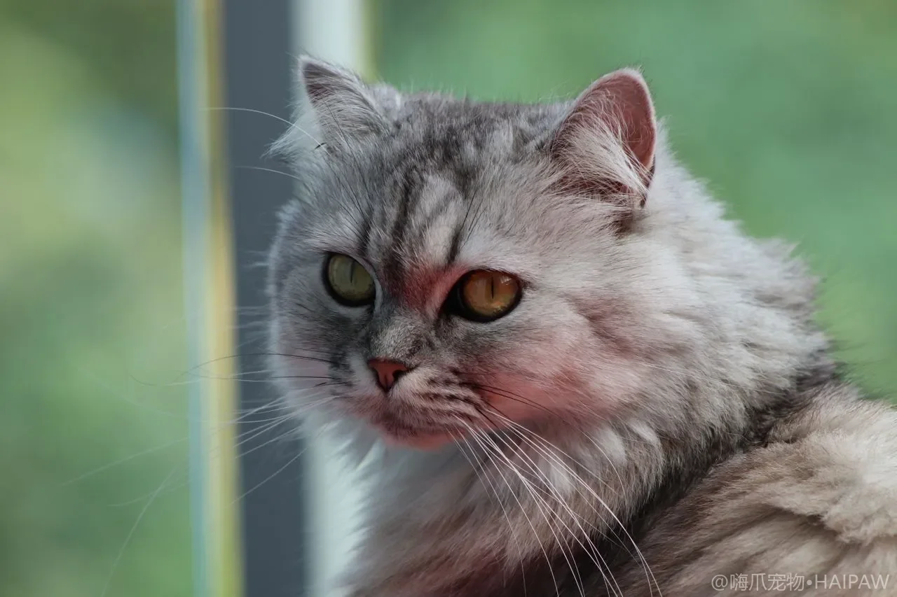 猫身上起皮屑是不是病？分清干燥与皮肤病并给出护理方案