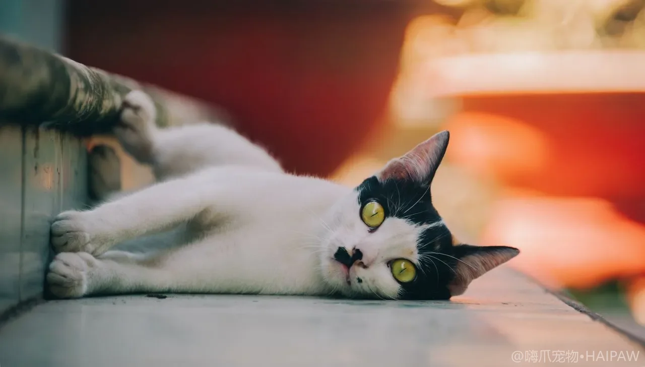 猫洗澡用什么水温才不会应激？搓揉顺序与耳朵防进水的细节全攻略