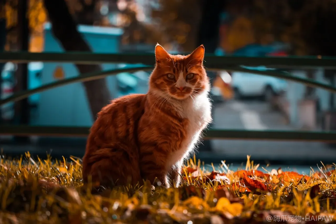 长毛猫屁股和后腿老是打结怎么破？日常梳毛与重点部位防打结的完整方案